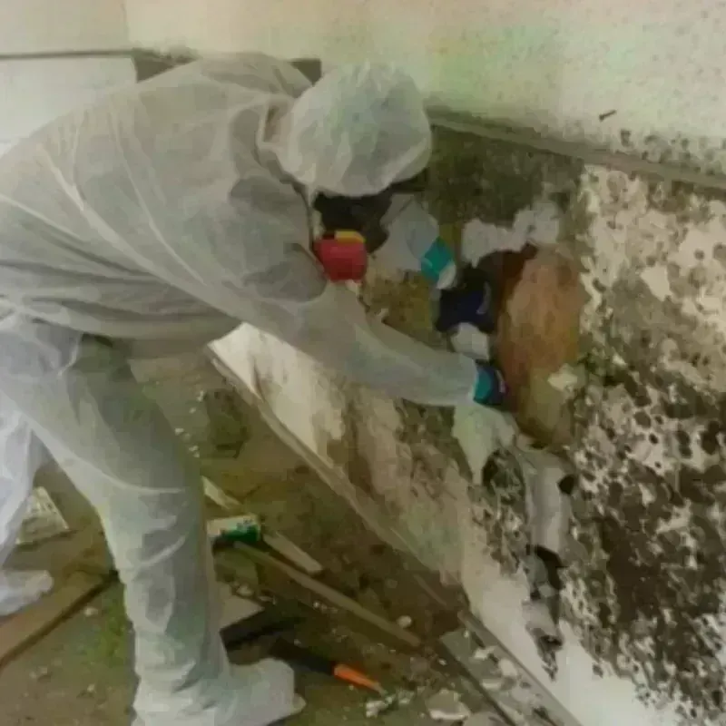 Mold Remediation and Removal in Benjamin, TX